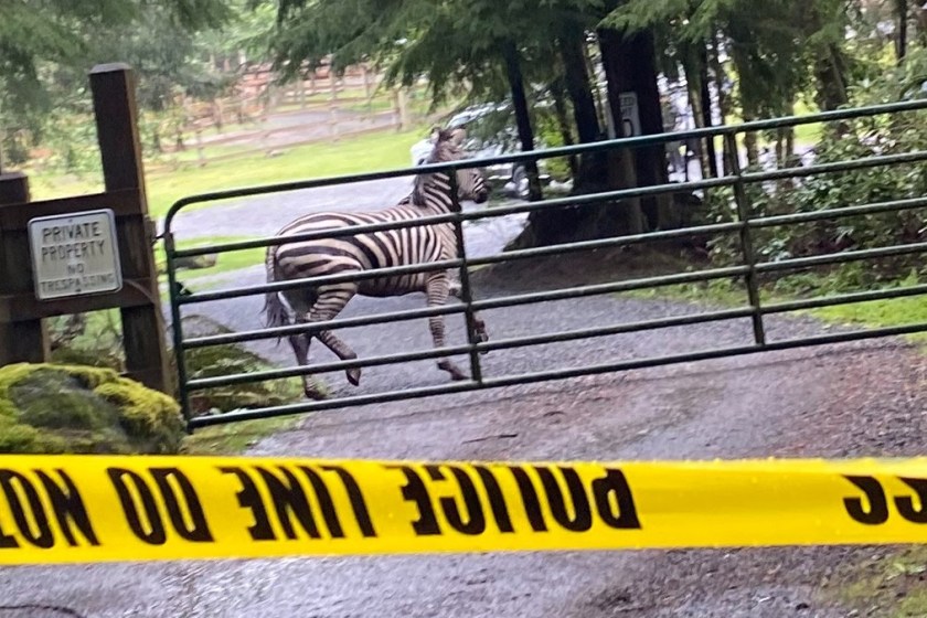 zebras
