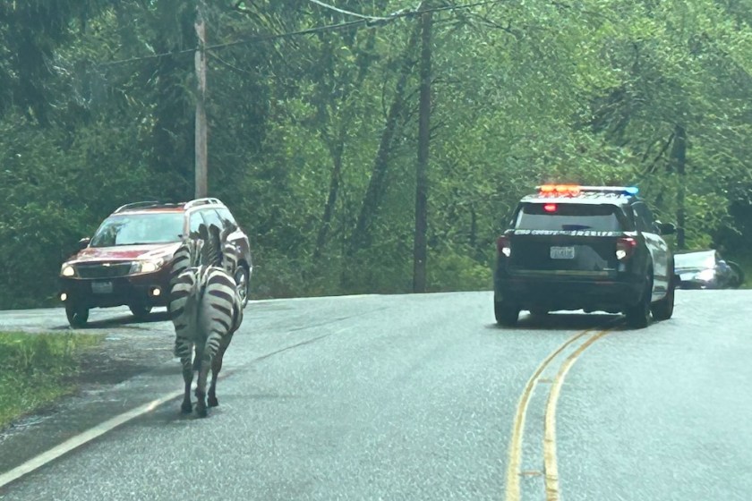 zebras