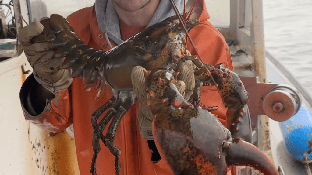 There's a Good Chance This Lobster is 100 Years Old - Wide Open Spaces