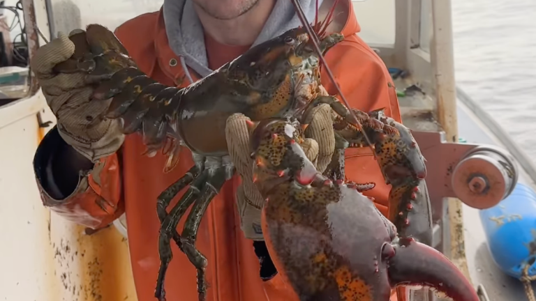 There's a Good Chance This Lobster is 100 Years Old - Wide Open Spaces