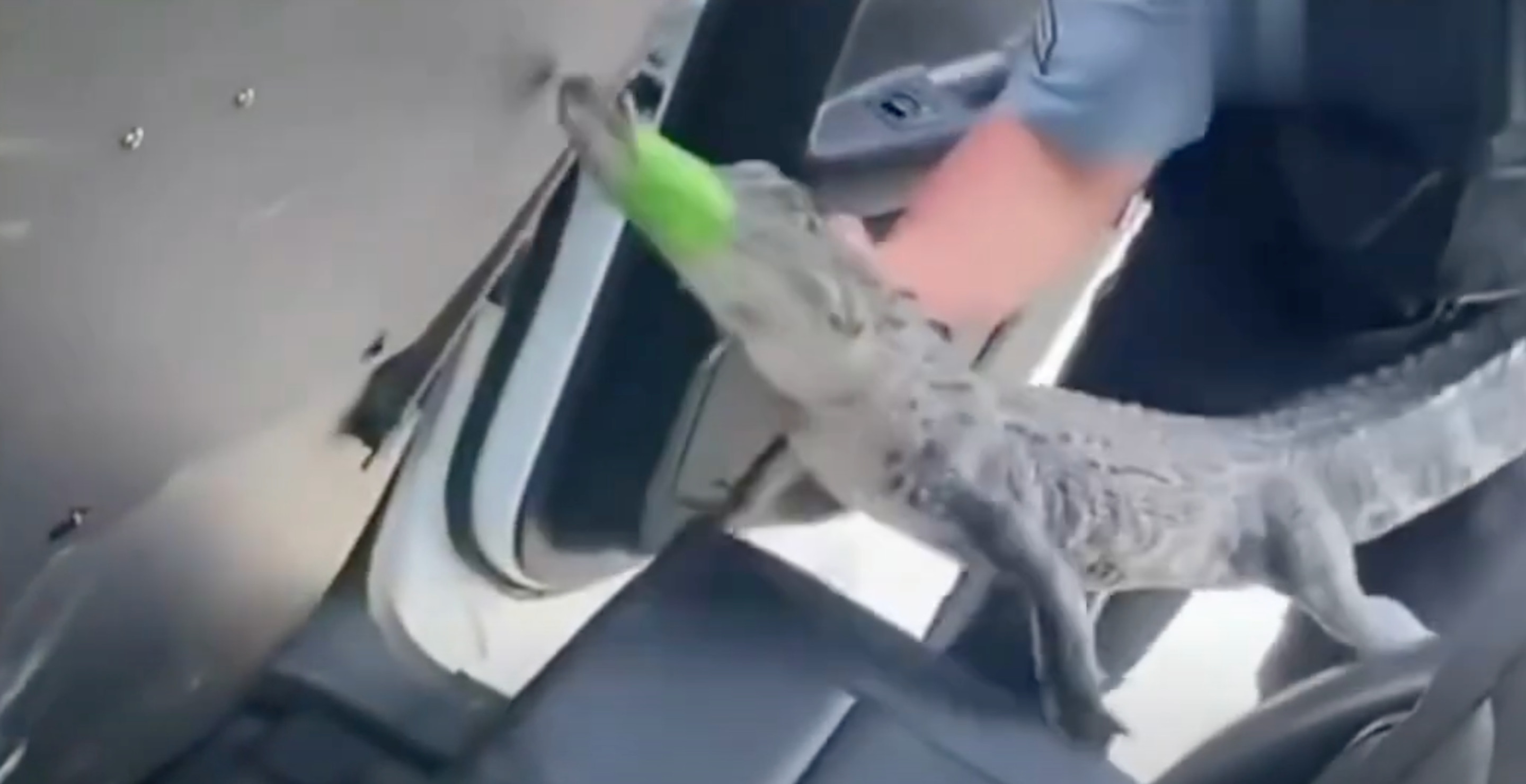 Alligator Takes Ride In Georgia Police Cruiser After Getting 'Arrested'