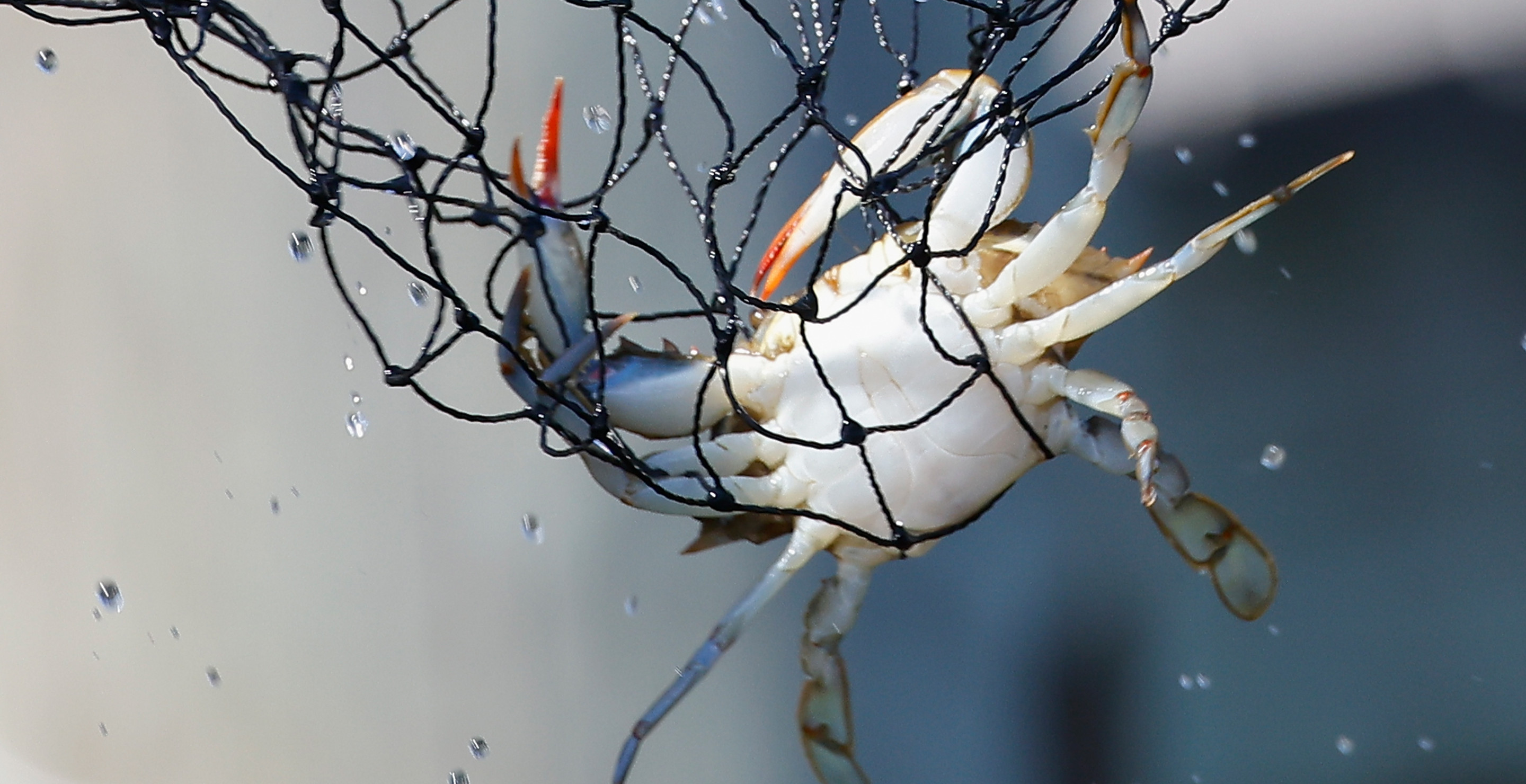 Blue Crabs Are Invading Italy With Experts Proposing One Delicious Solution