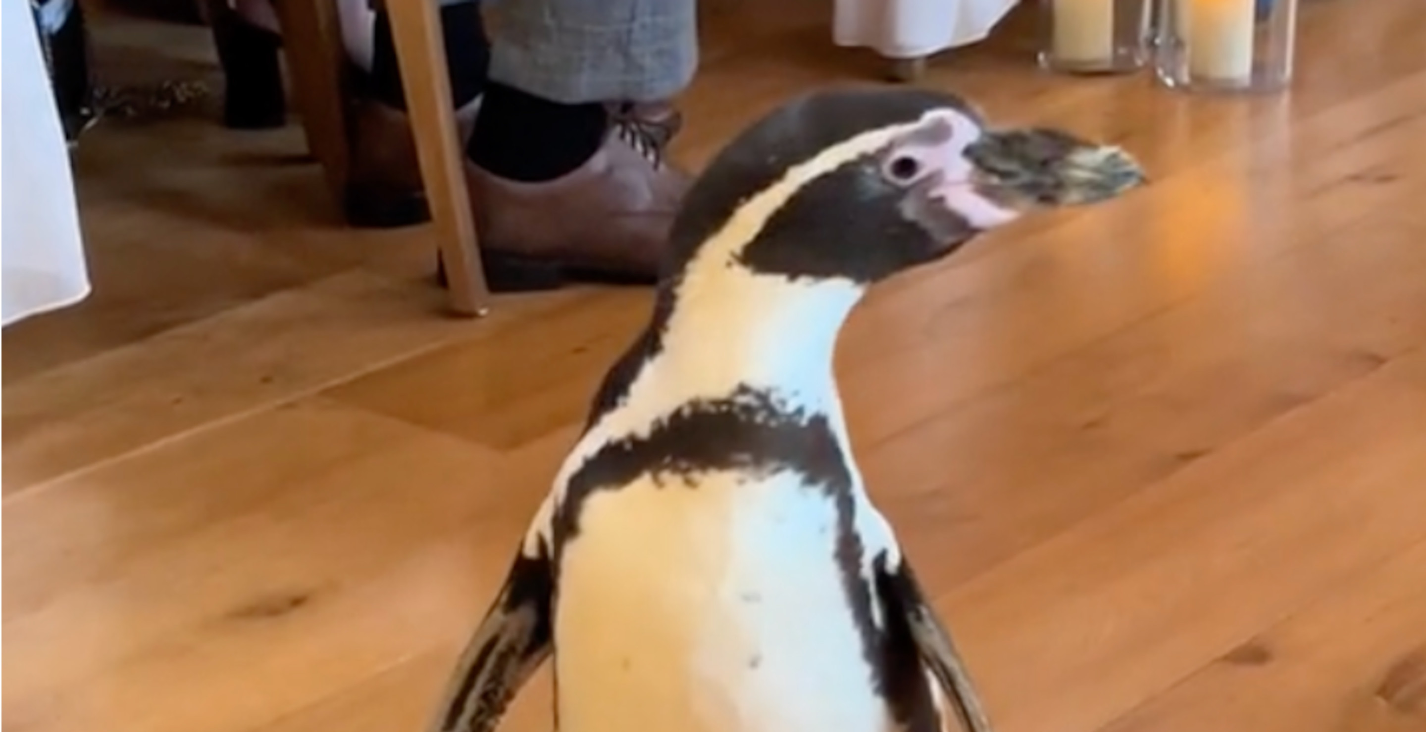 Groom Surprises Bride With A Penguin As Their Ring Bearer