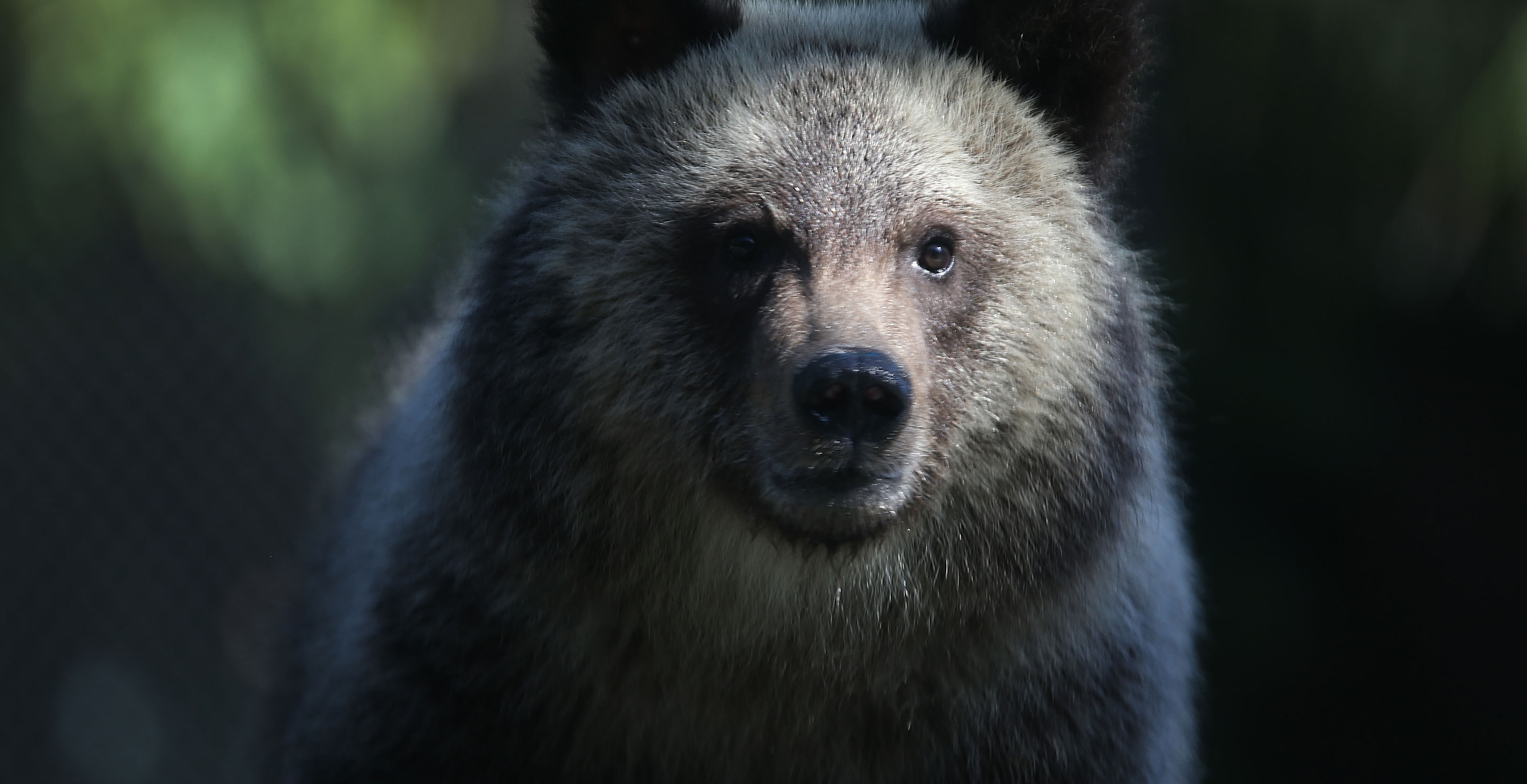 Hunter Fights And Kills A Full Grown Grizzly Bear In Harrowing Tale Of Survival