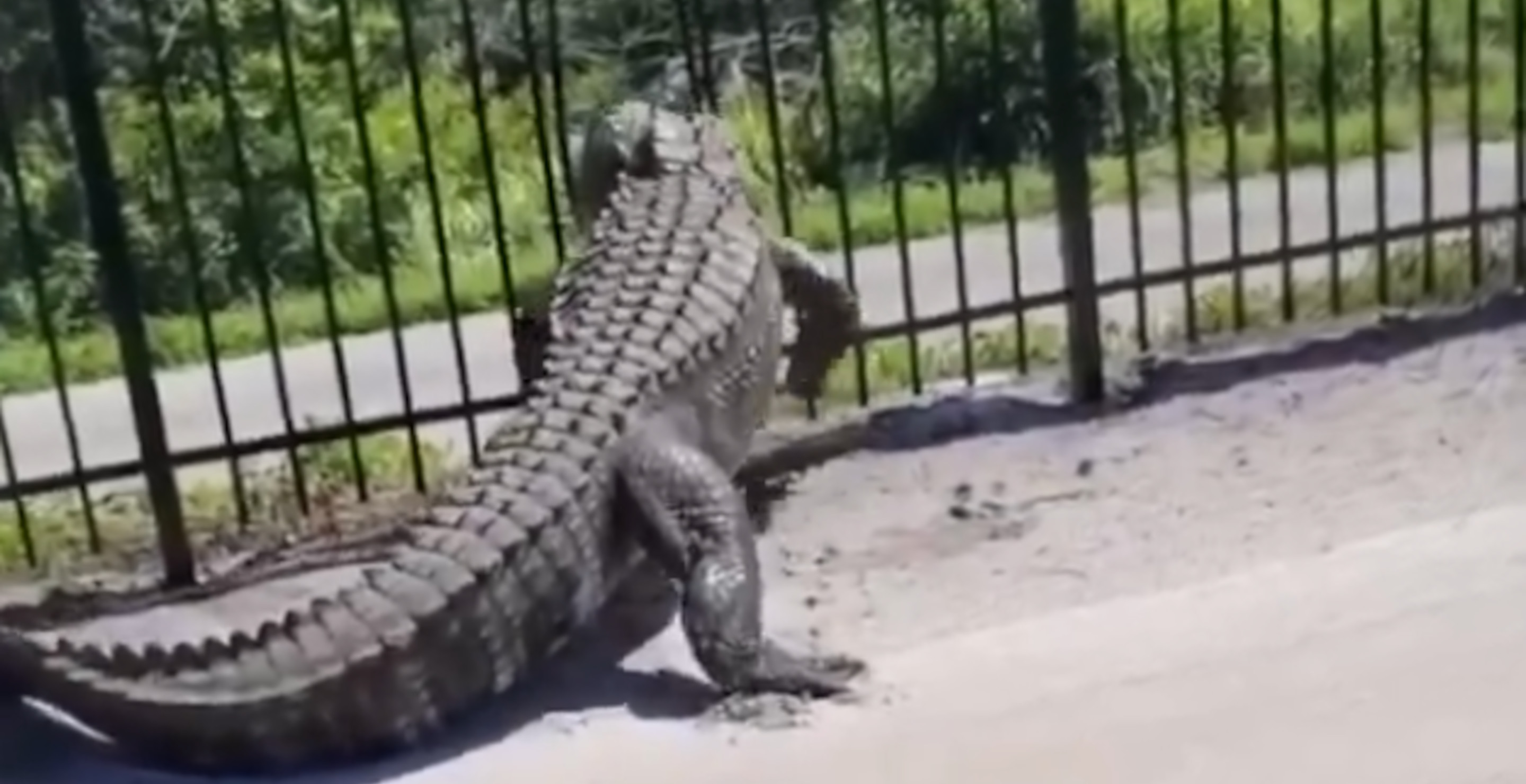 Not Even Fences Will Save You From These Alligators