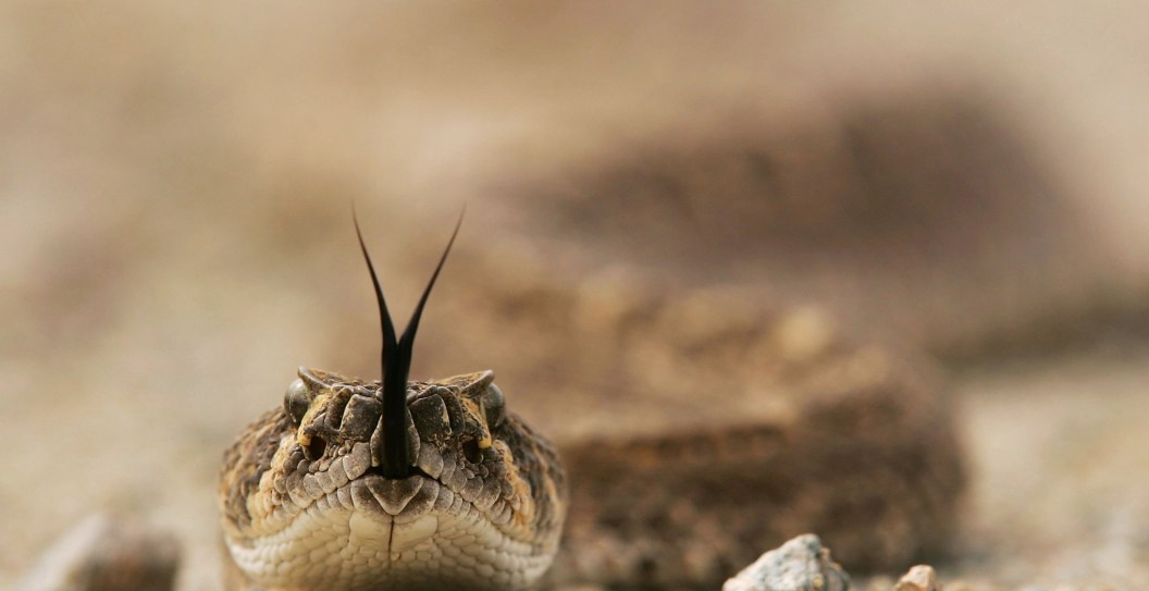 Police Officer Surprised To Find Rattlesnake While Searching Car