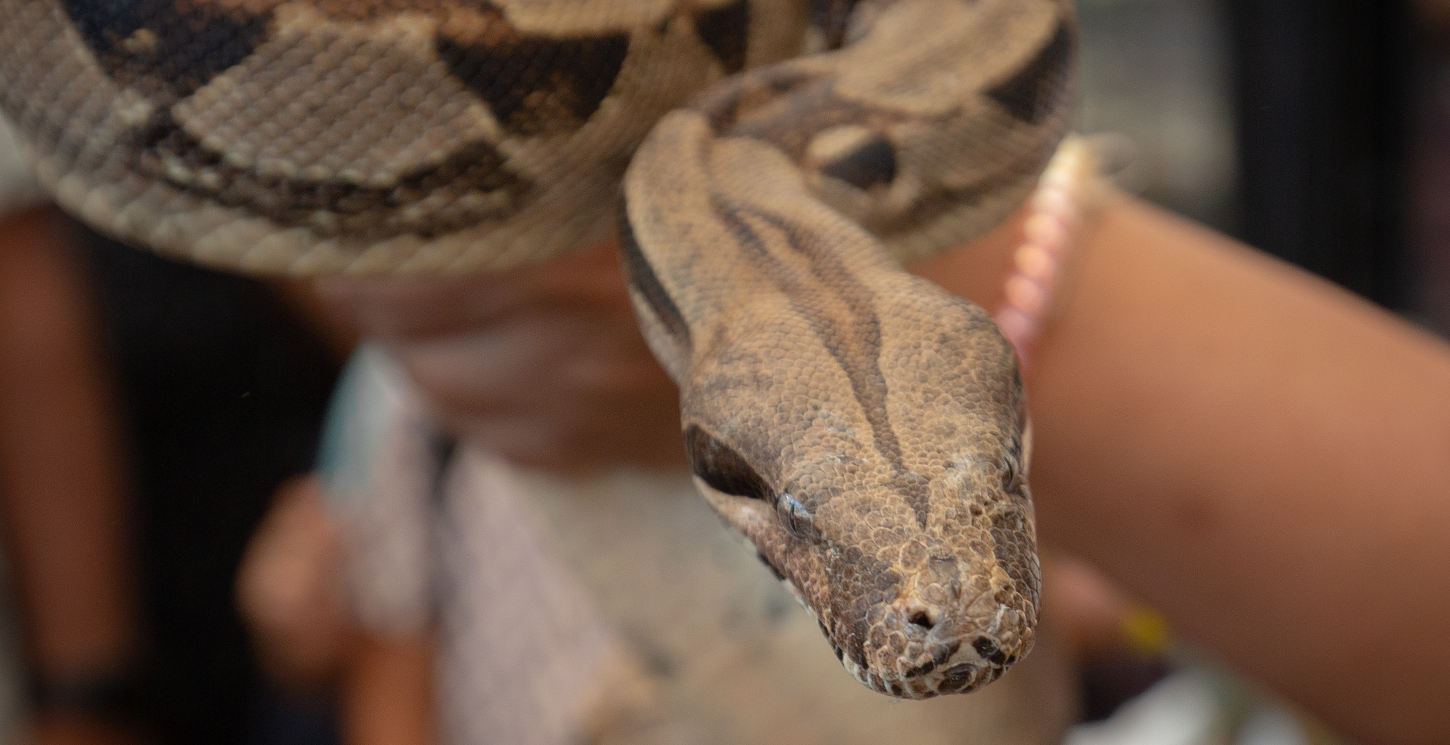 Puerto Rico Are Battling Giant Invasive Snakes
