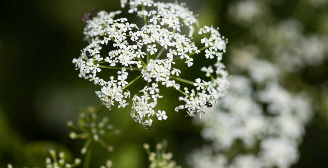 This Highly Poisonous Plant Could Be In Your Own Backyard
