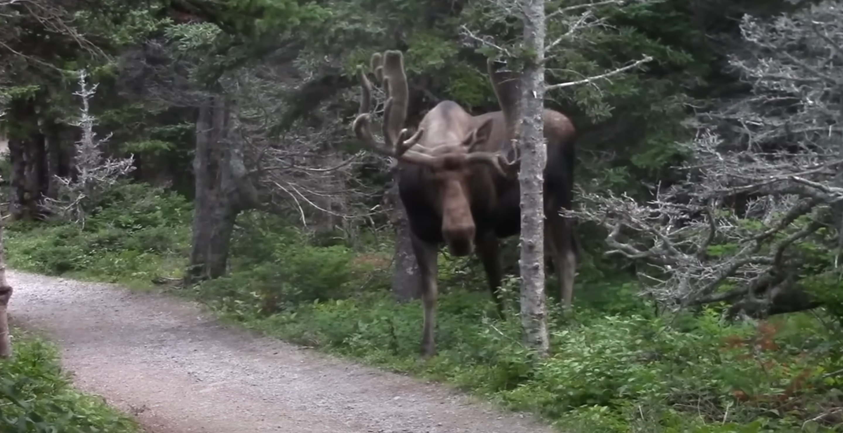 WATCH: Charging Moose Smashes Into Woman Walking Her Dog