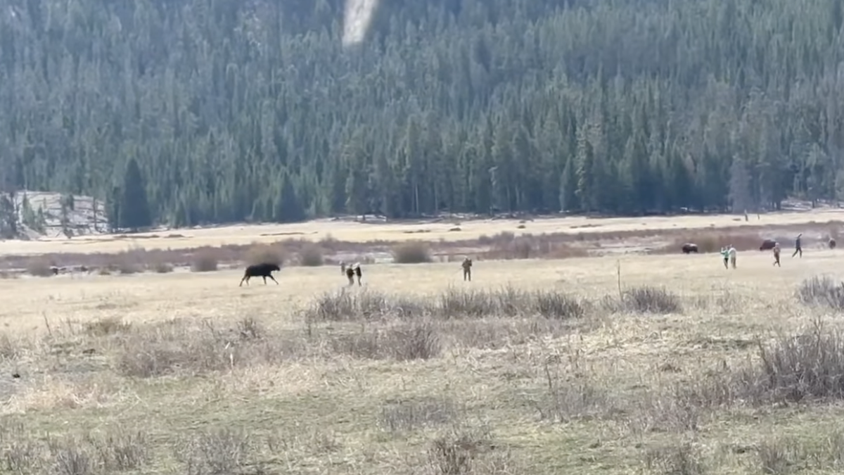 yellowstone moose