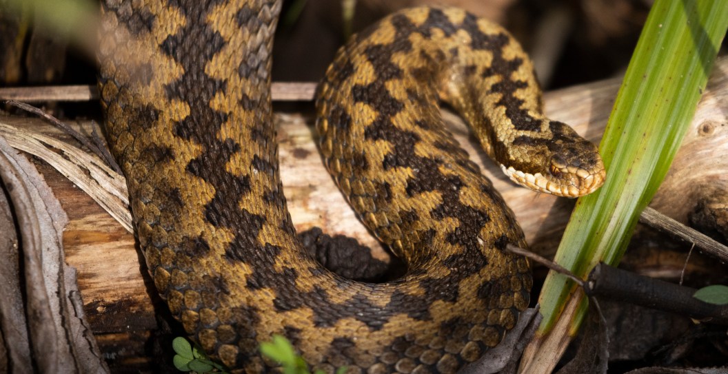 Young Girl Looking For Venomous Snakes Almost Dies After Getting Snake Bit