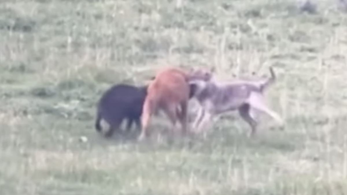 bison calf