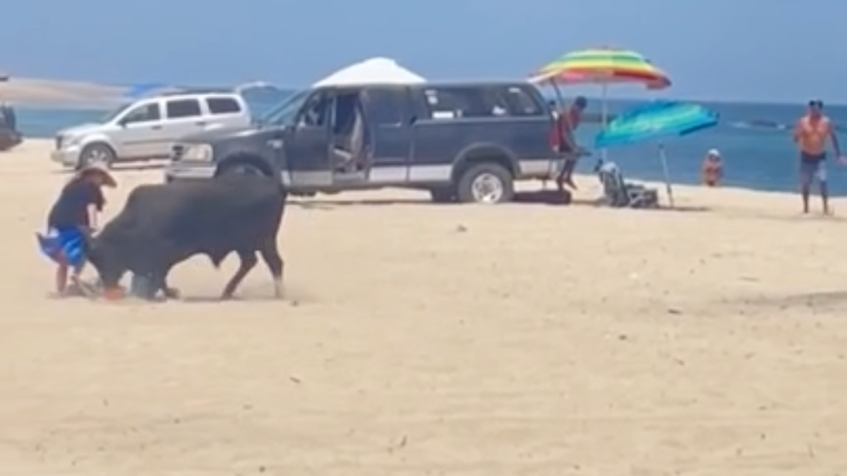 bull attack on beach