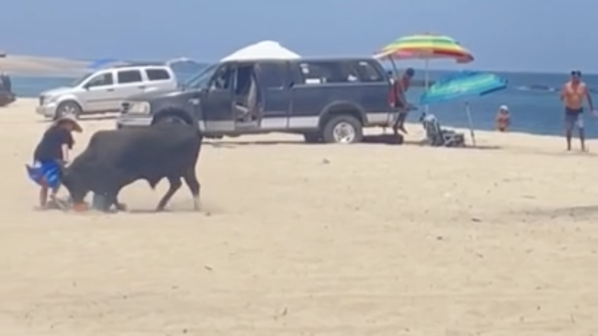 bull attack on beach