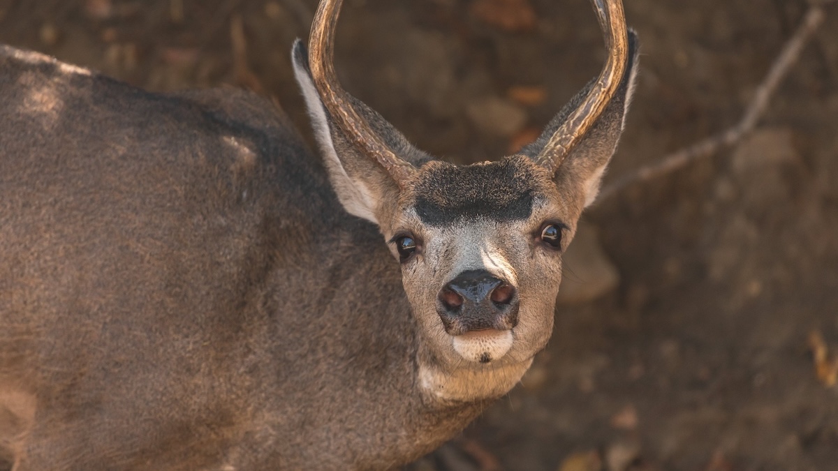 mule deer