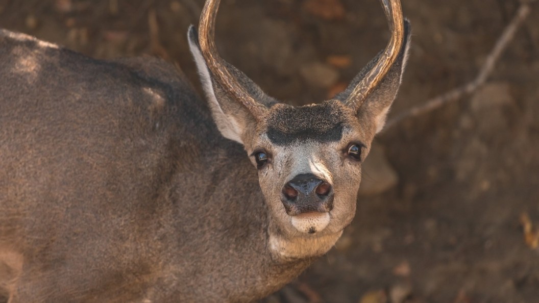 mule deer