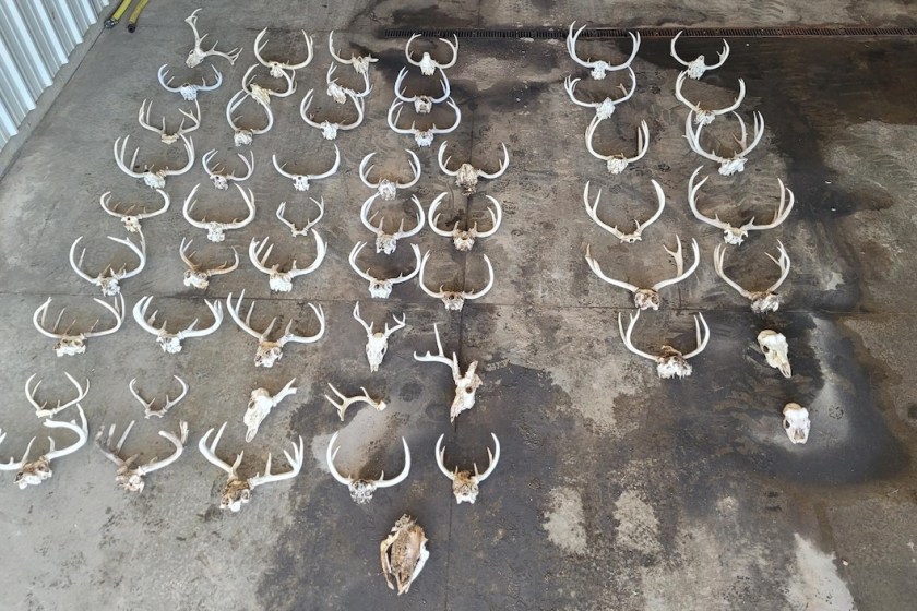 dead heads