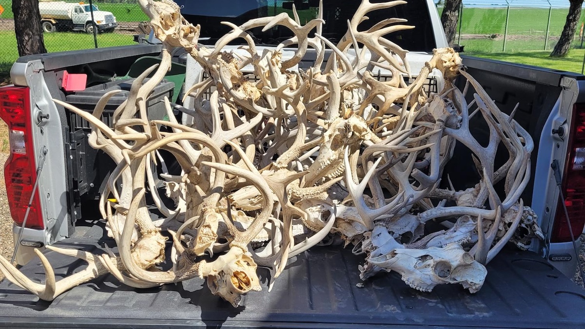 dead heads
