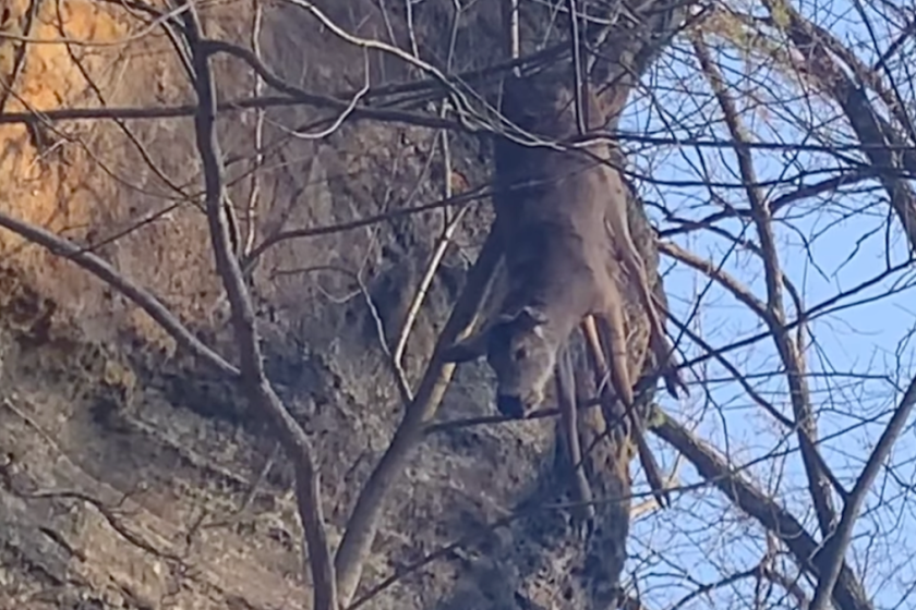 deer stuck in tree