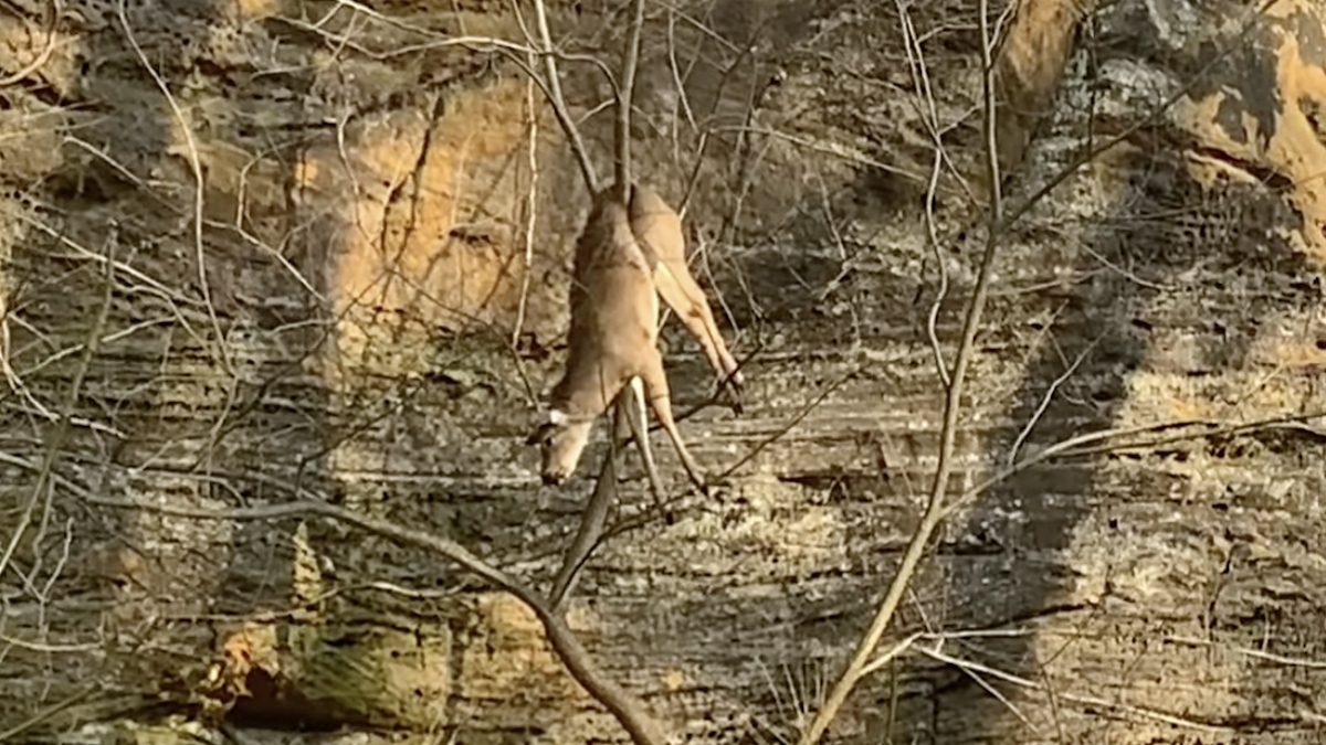 deer stuck in tree