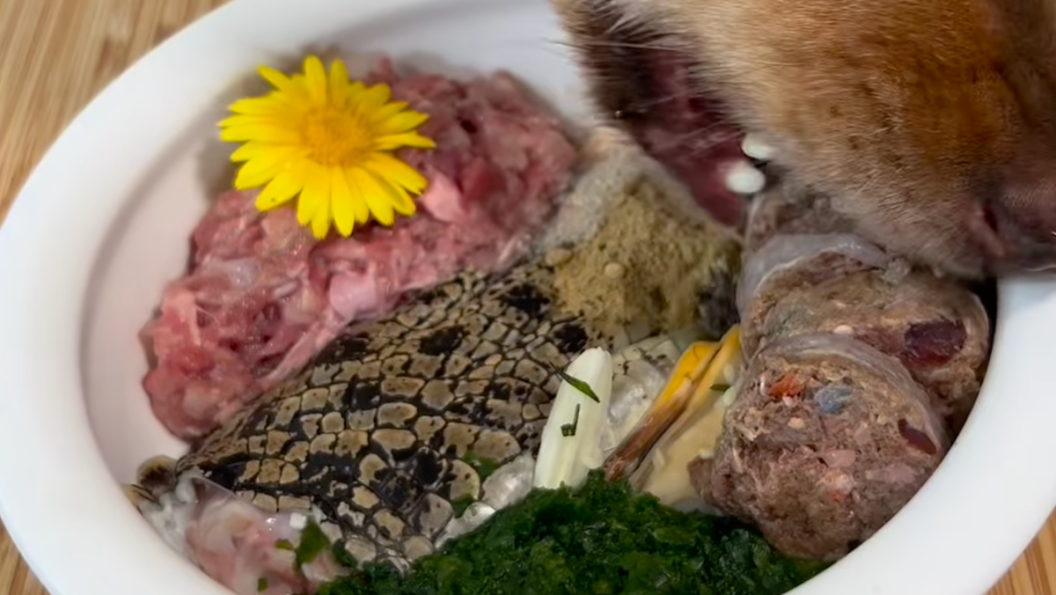 dog eating