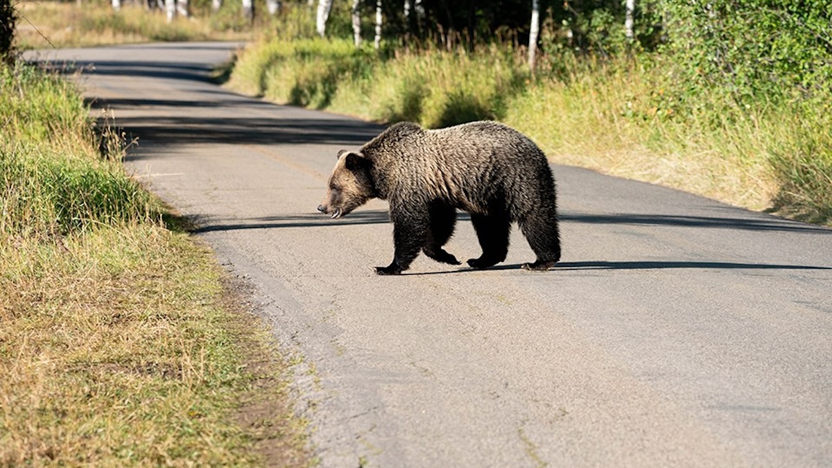 grizzly bear