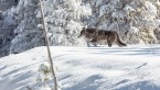 Wolf moving through fresh snow