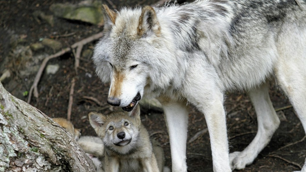 gray wolf