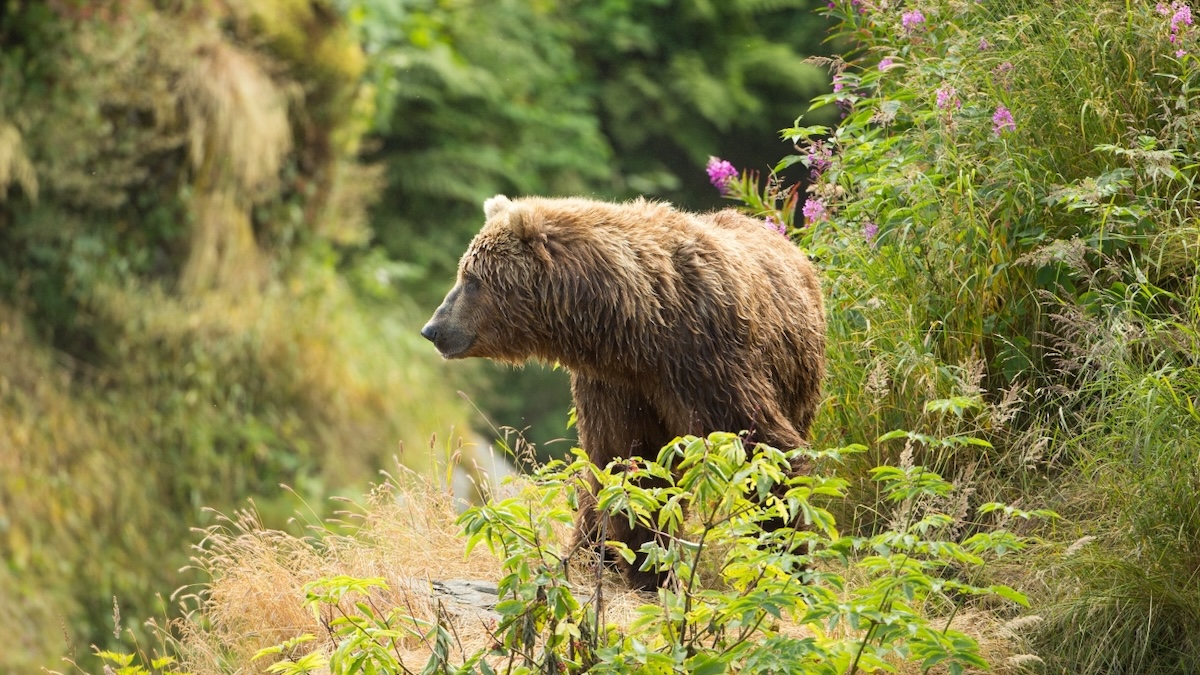 grizzly bear