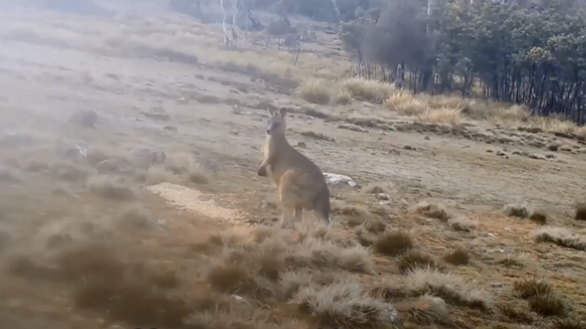 eastern grey kangaroo