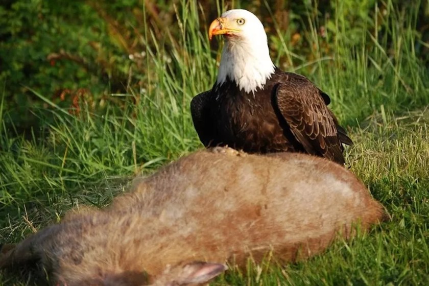 bald eagle