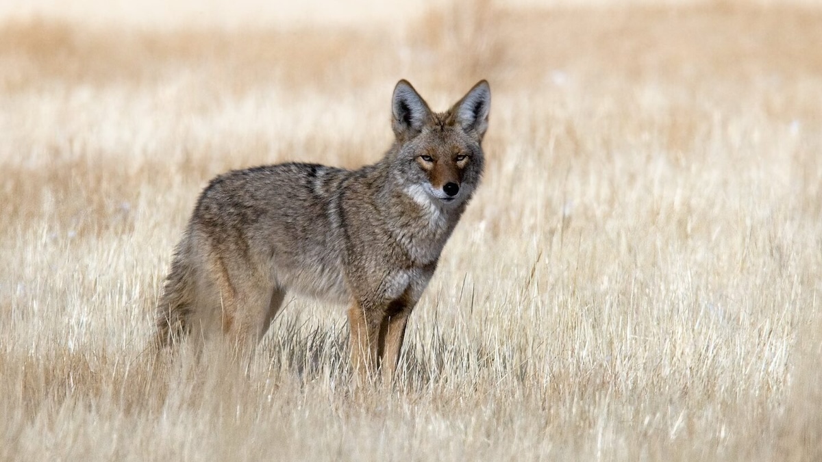 nevada coyote