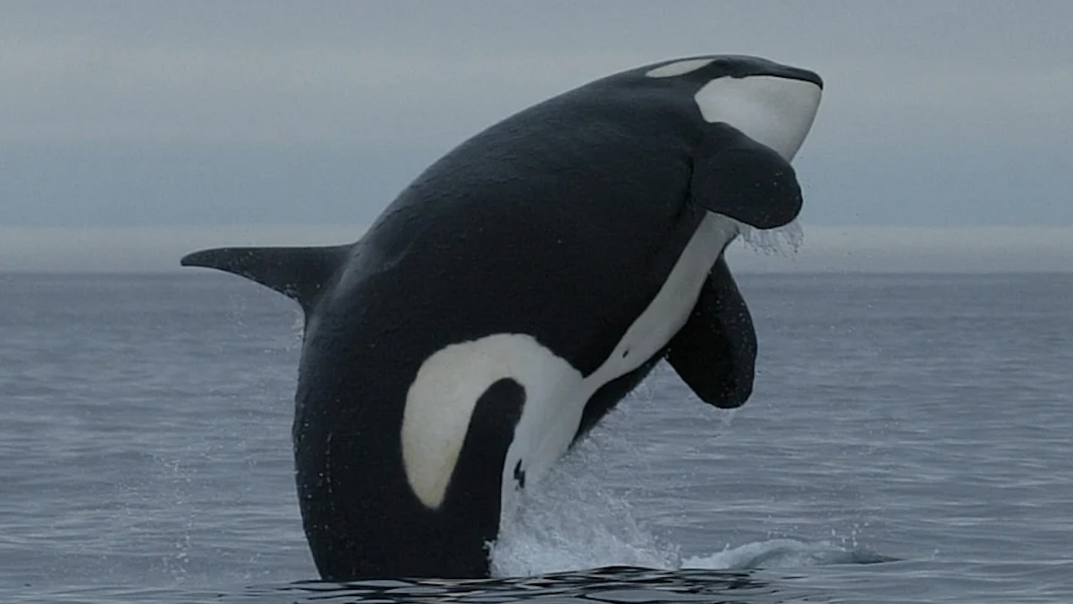 orca