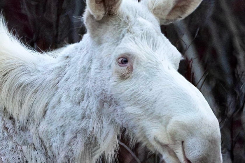 spirit moose