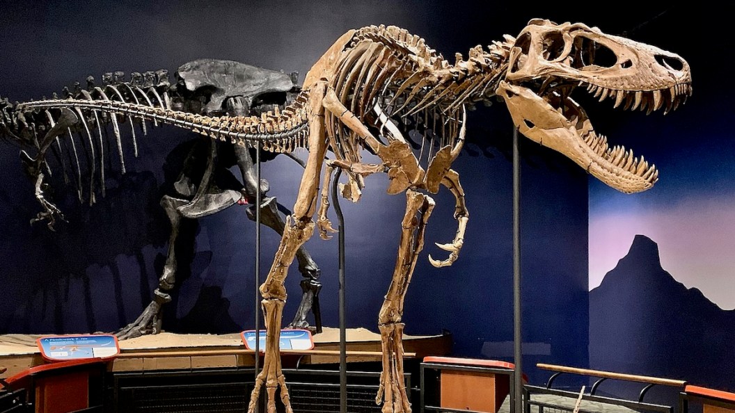 t. rex
