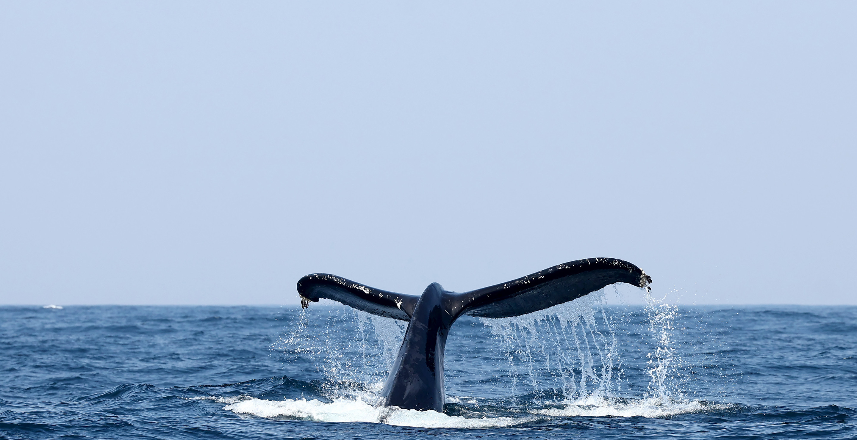 Critically Endangered Whale Spotted Off California Coast In Rare Sighting