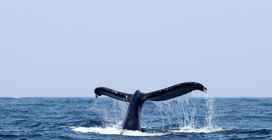 Critically Endangered Whale Spotted Off California Coast In Rare Sighting