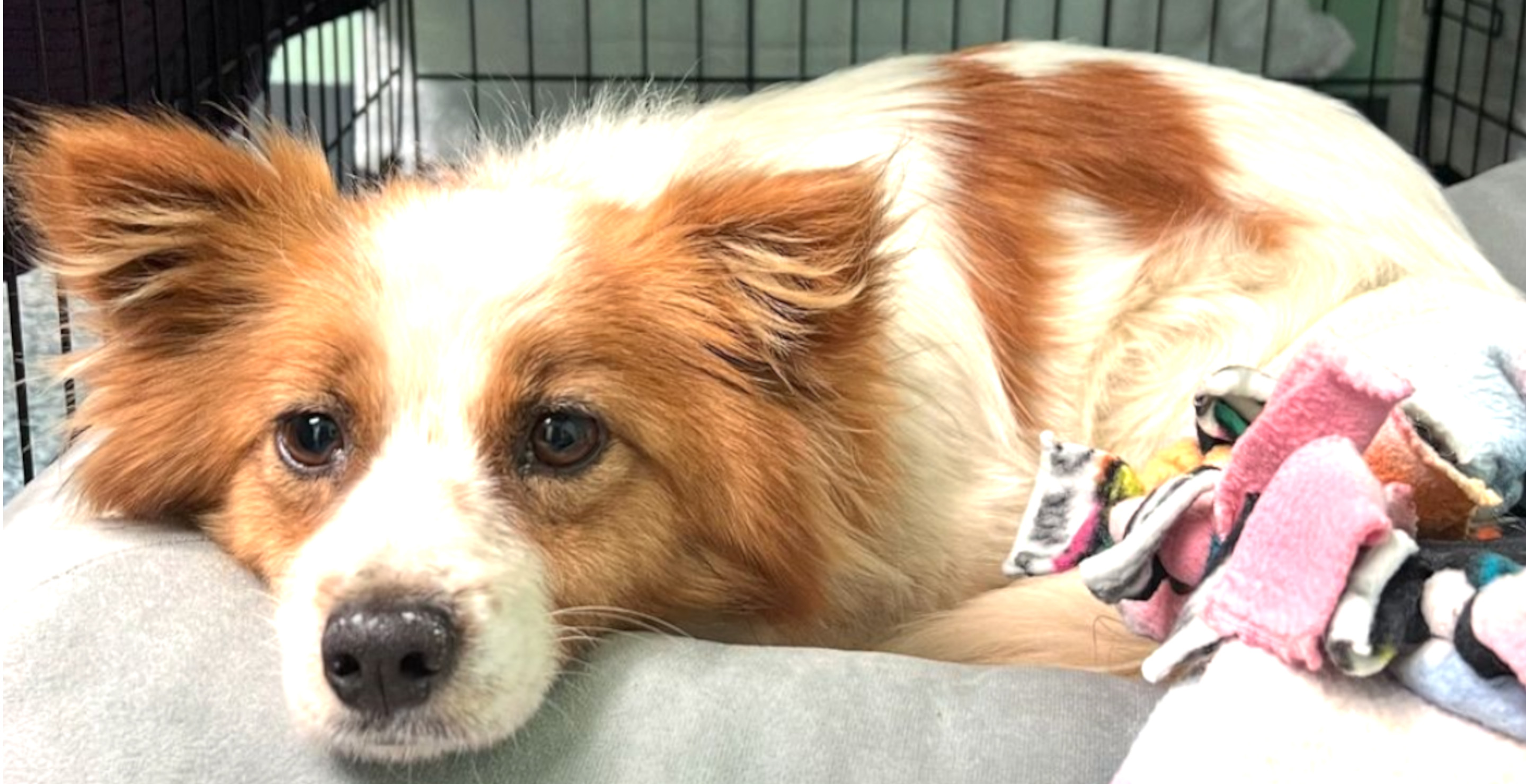 Dog Goes On The Run For Six Months Evading Every Attempt To Bring Her Home