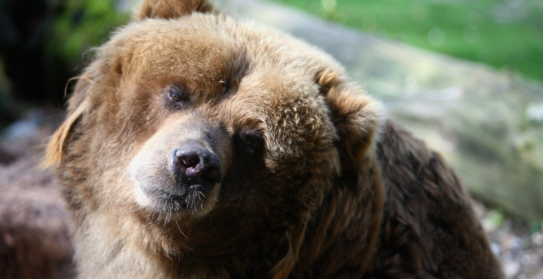 Florida Governor Garners Controversy For New Bear Law