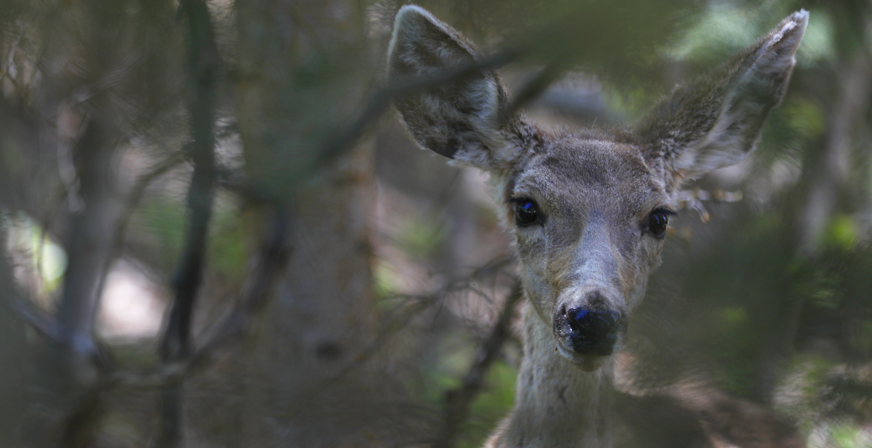 Former Utah Wildlife Commissioner Under Investigation for Baiting Mule Deer