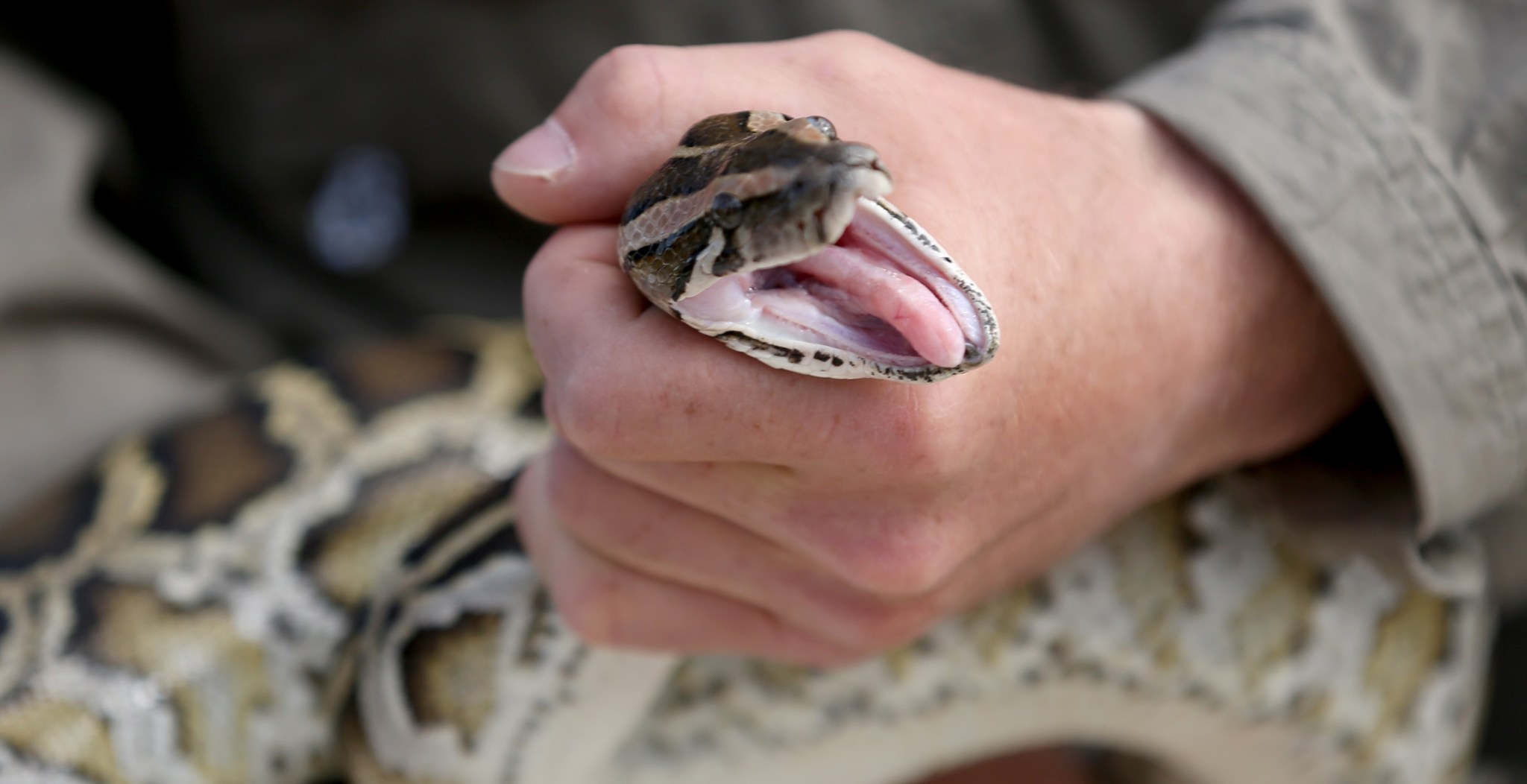 Giant Python Swallows A Woman Whole In Scene That Feels Like A Horror ...