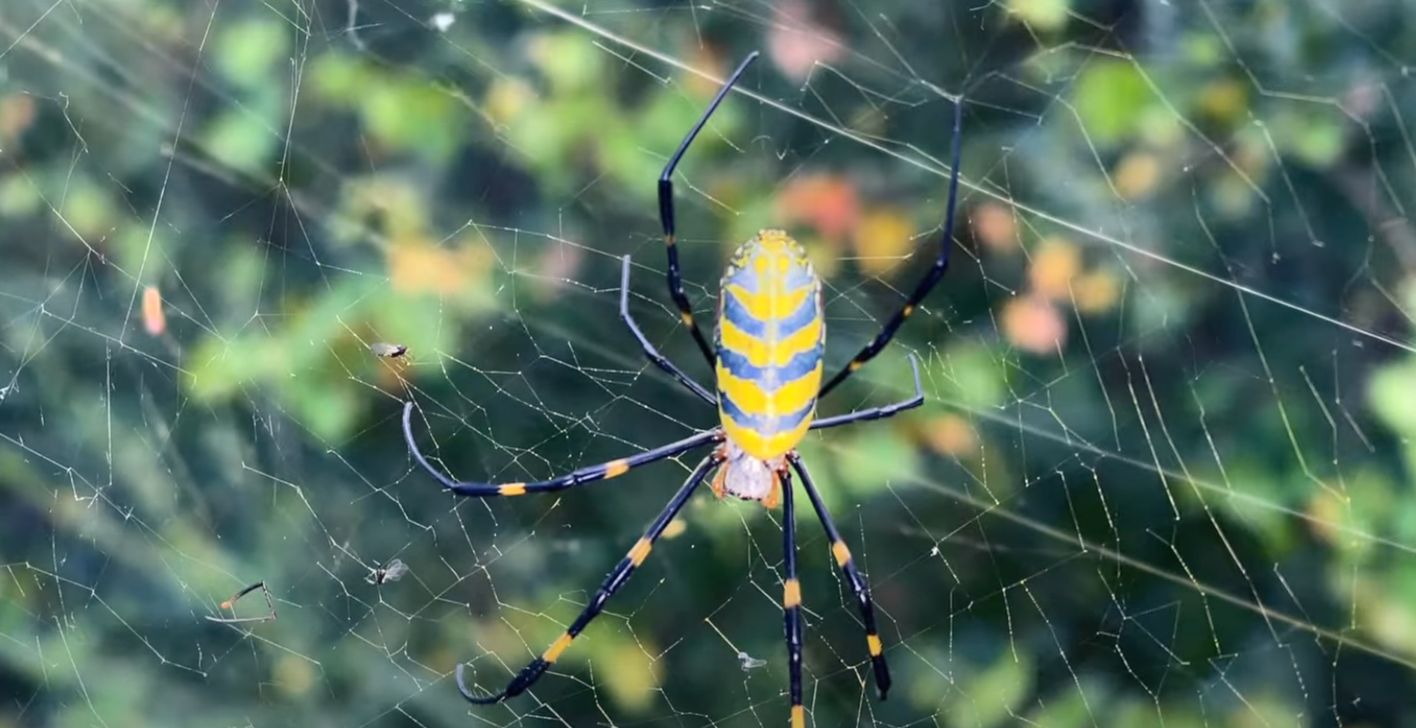 Giant Spiders Will Soon Parachute Into New York City