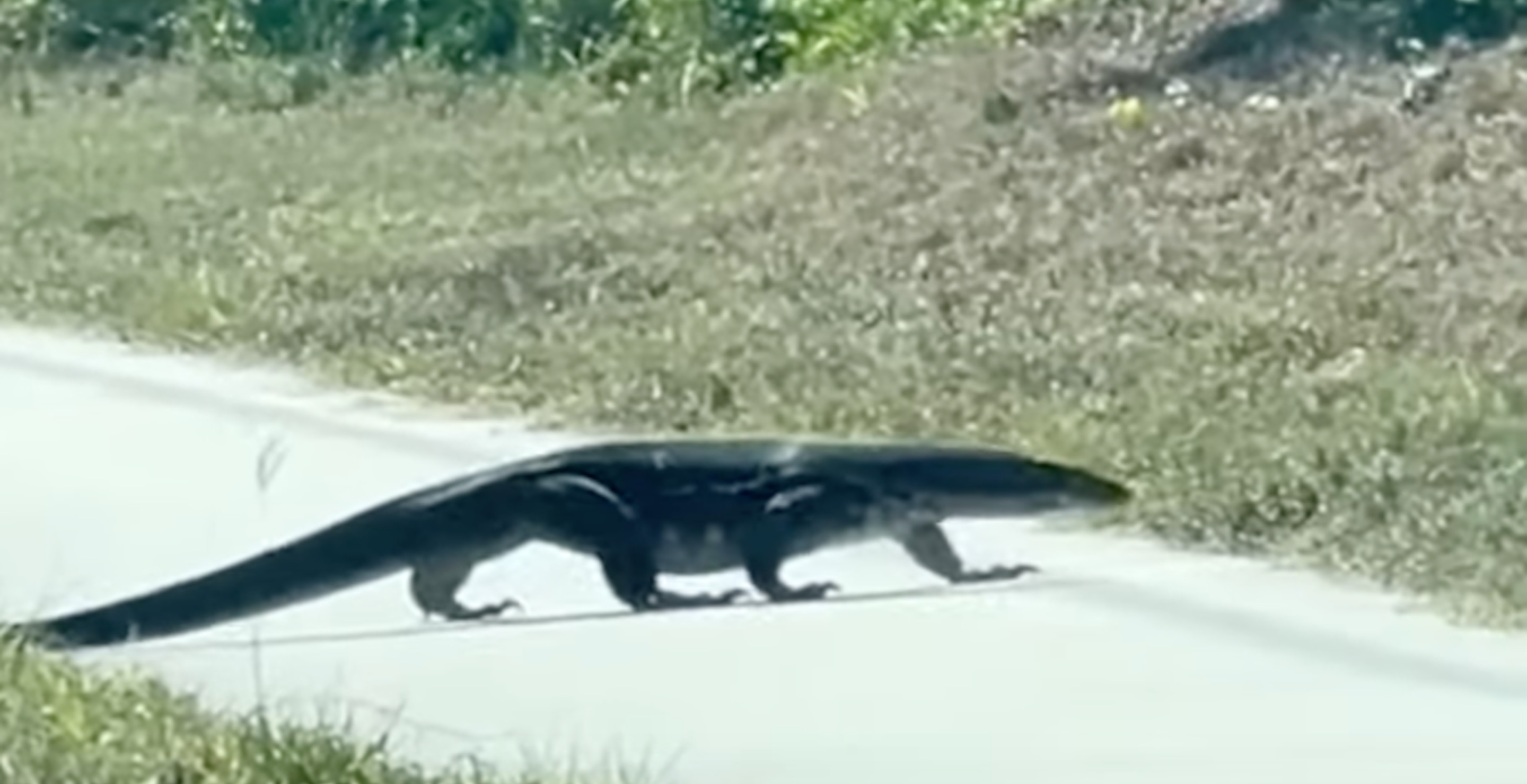 Invasive Human-Size Lizard Causes Florida Driver To Do A Double Take