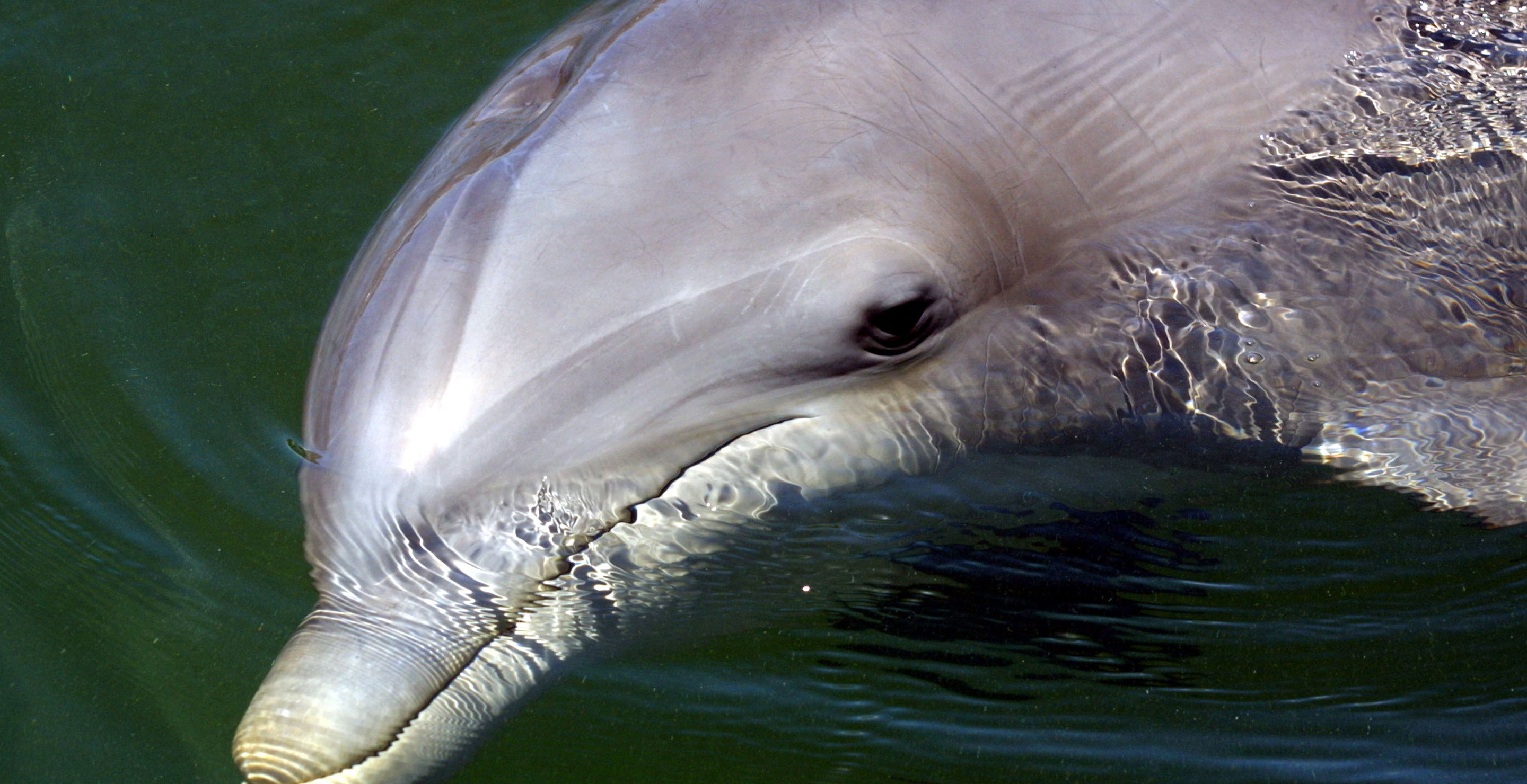 More Than 100 Dolphins Stranded On Muddy Cape Cod Beach In Frantic Rescue