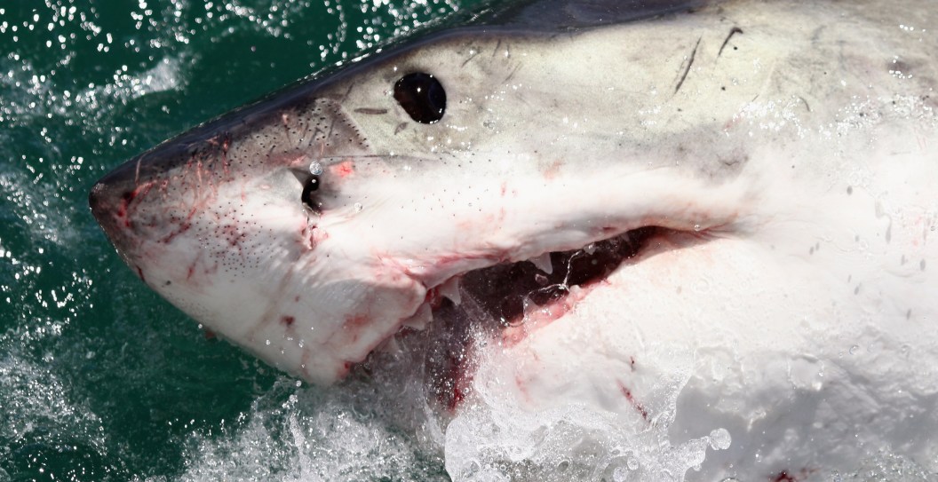 Mother Of Teen, Who Lost Leg And Hand, Details Horrific Shark Attack