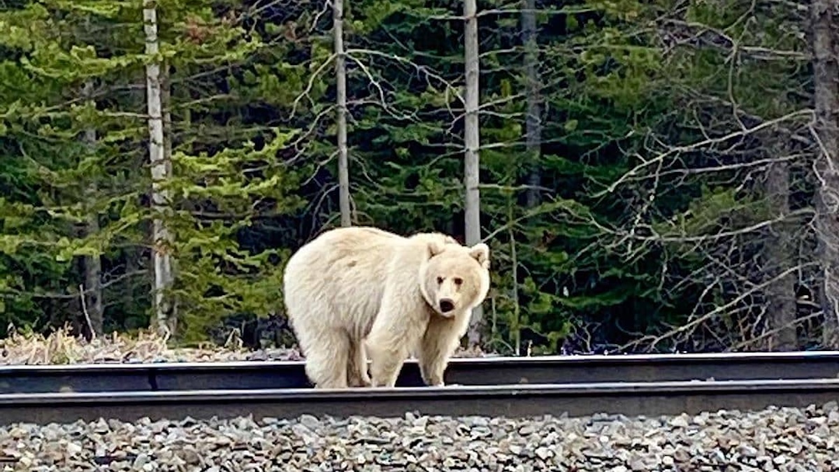nakoda