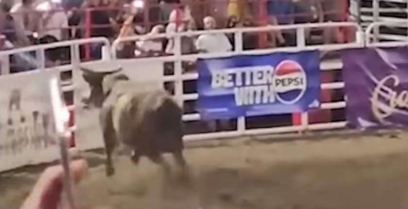 Eight Bulls Hit The Town After Escaping From Mall Rodeo In ...