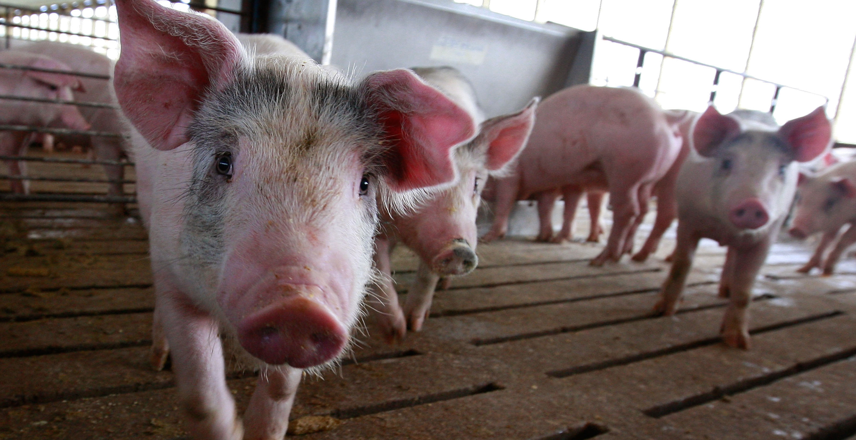 Six Winners Of Louisiana Hog Hunting Contest Accused Of Cheating
