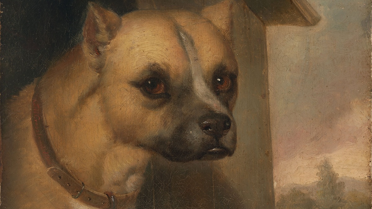Staffordshire Bull Terrier