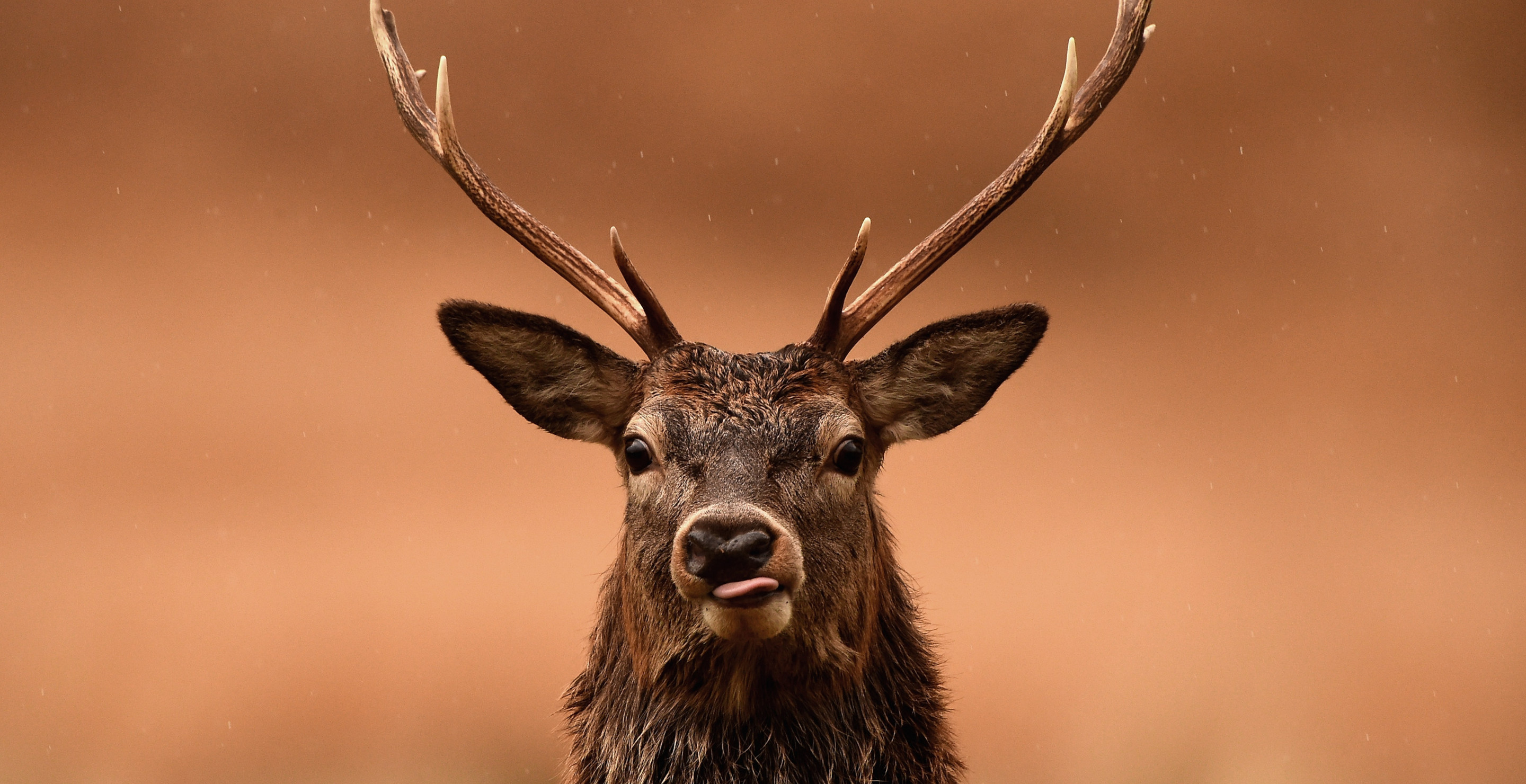 Texas Ranch Battles Its Own Zombie Apocalype, Kills Hundreds of Deer With Wasting Disease